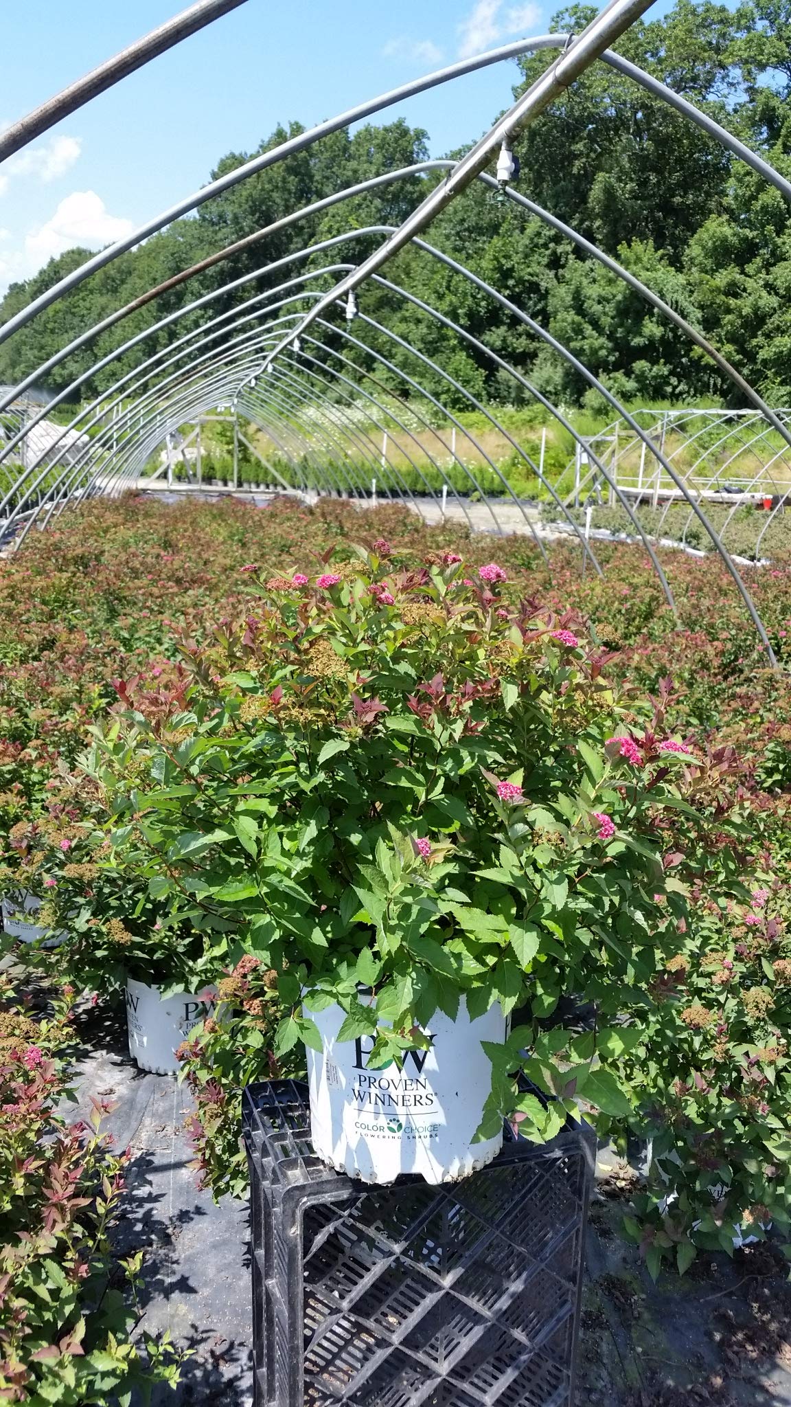 Amazon.com : Proven Winners - Spiraea jap. Double Play Doozie