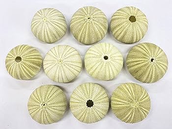 ユニークなグリーン系貝殻 約18cm 61VegeGW5QL._UF350,350_QL50_.jpg