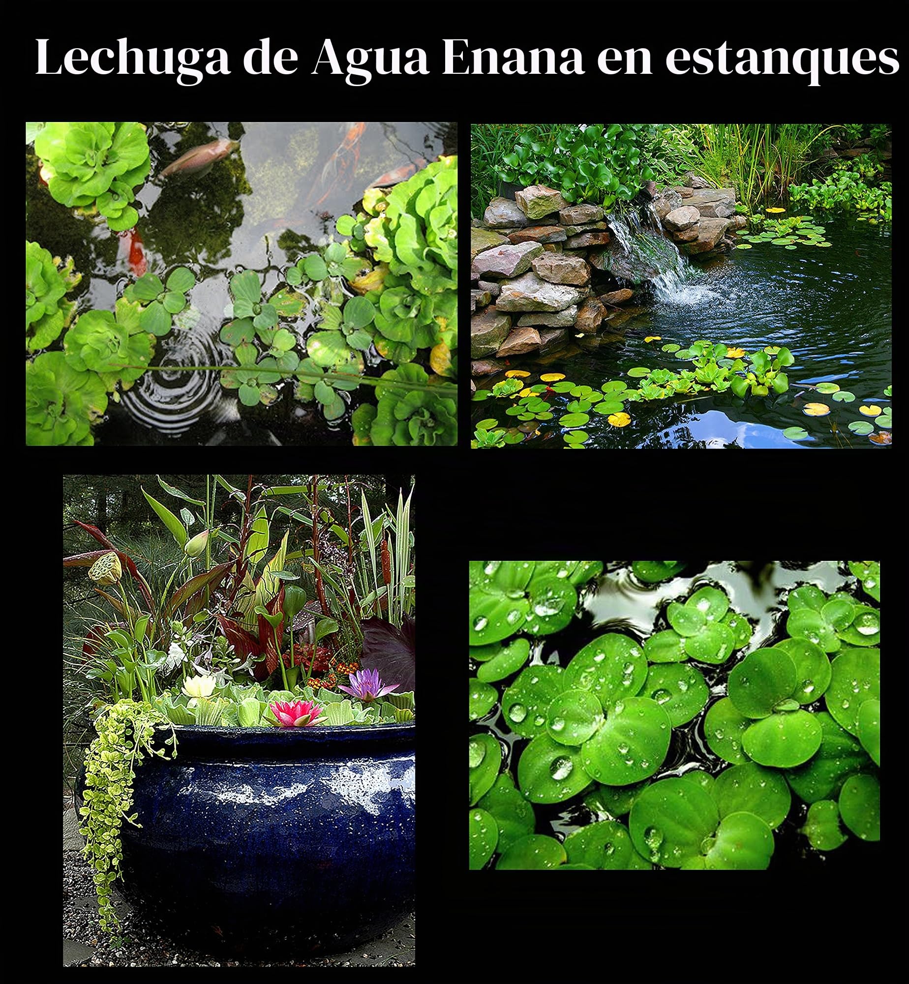 30 plantas de acuario vivas flotantes de superficie/estanque/5 tipos diferentes: lechuga de agua, rana amazónica, musgo de hadas, lenteja de agua gigante, lentejuelas de agua
