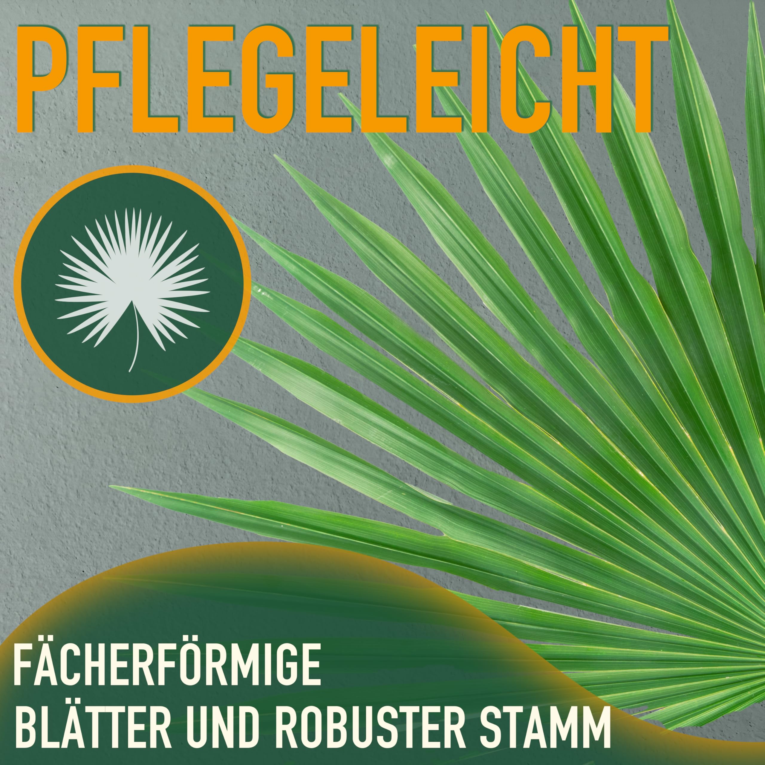 Chamaerops Humilis - Europäische Zwergpalme - Immergrüne winterharte Palme - 80 cm hoch inklusive Topf