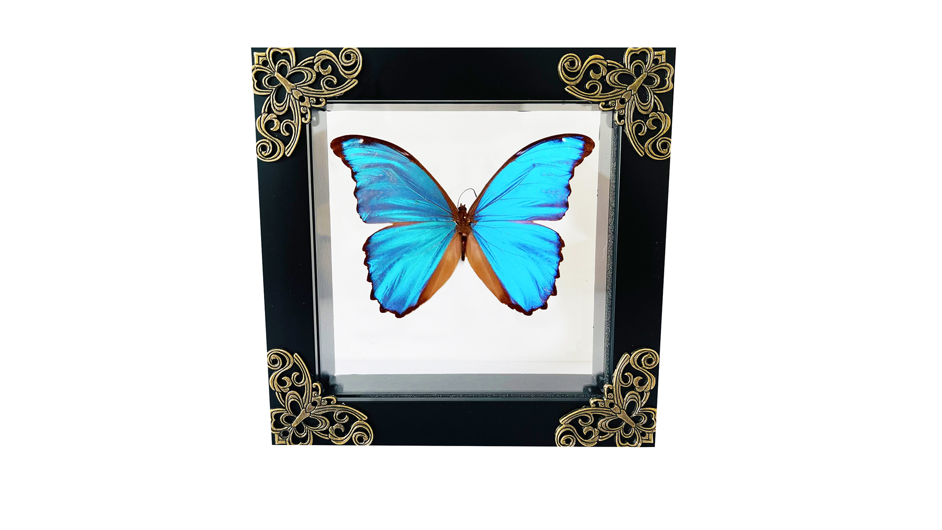 Butterfly Enclosure Glass Container Insect Specimen Box Vintage ...