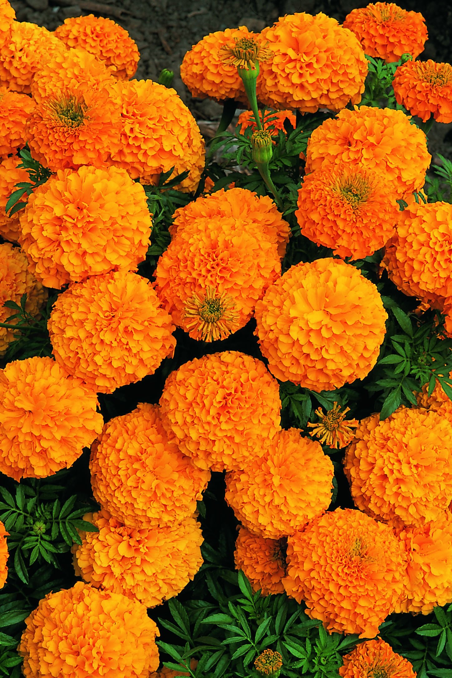 See full amazon price history chart for Creative Farmer Flower Seeds : African Marigold F1 Hybrid Orange Flower Seeds - Kitchen Garden Pack Creative Farmer Flower Seeds : African Marigold F1 Hybrid Orange Flower Seeds - Kitchen Garden Pack (B01M0DPBYZ) Amazon Price History, Amazon Price Tracker