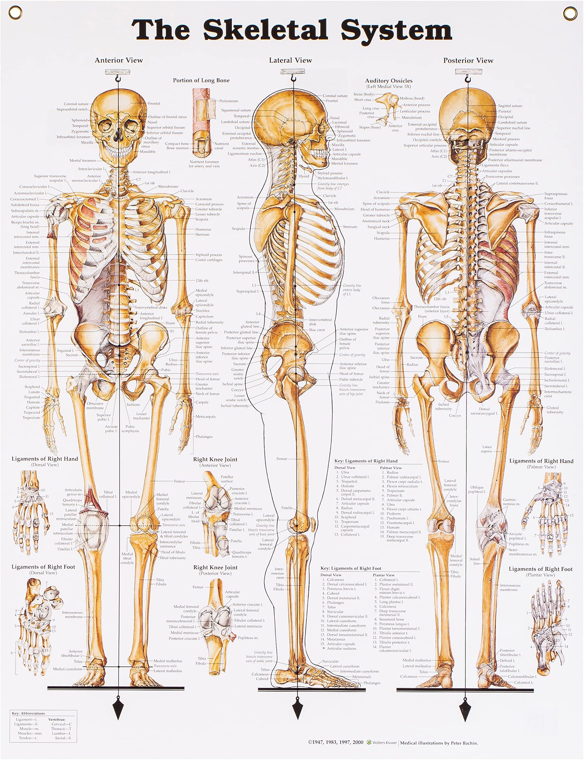 The Skeletal System Anatomical Chart