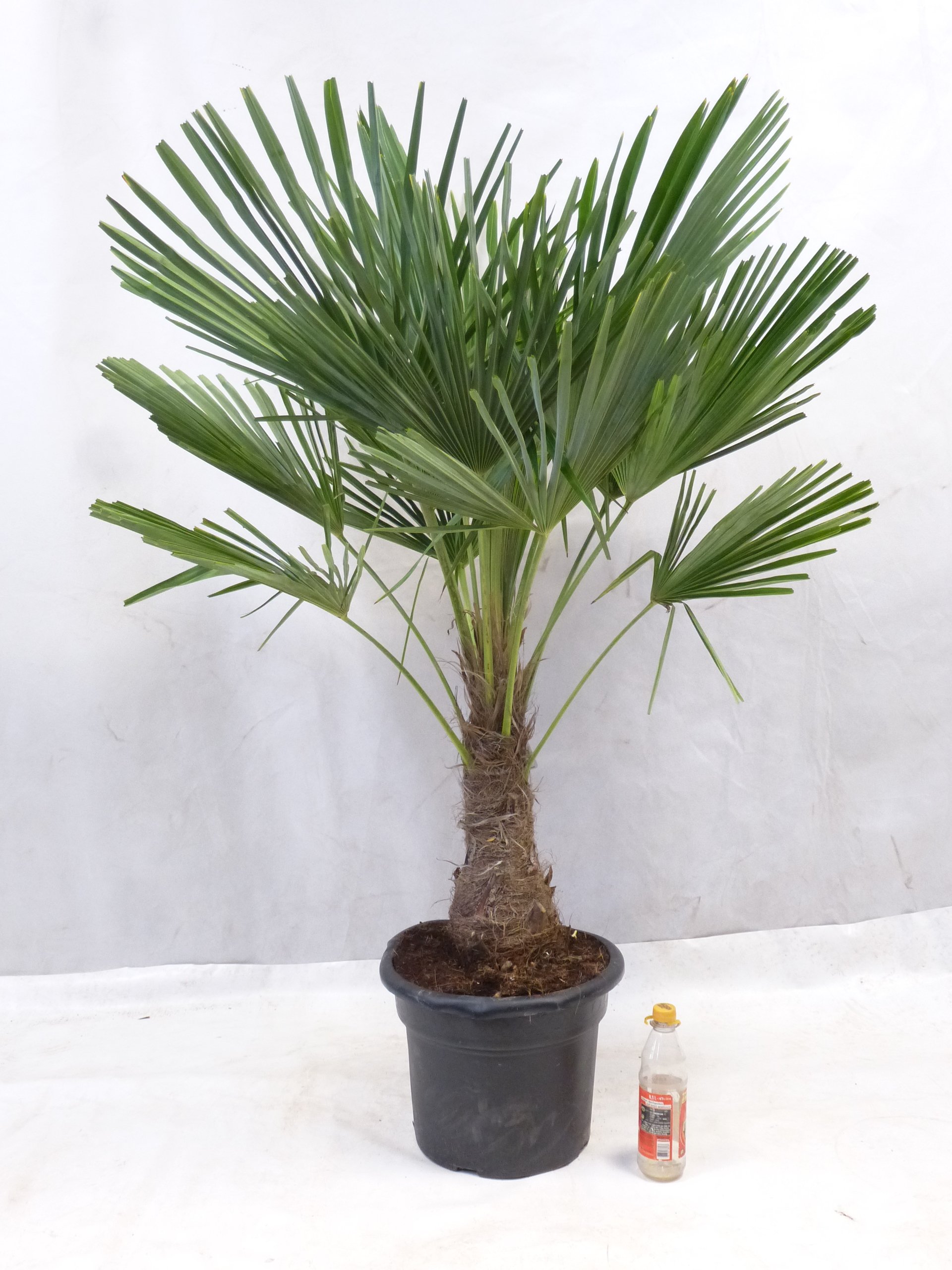 [Palmenlager] - XL Trachycarpus fortunei - Winterharte Palme 170 cm - Stamm 40 cm