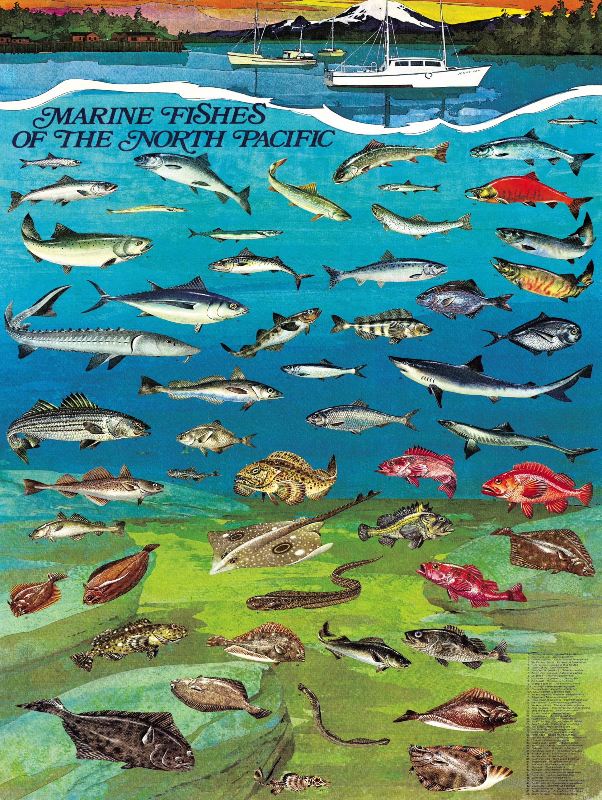 New York Puzzle Company - Vintage Images Poissons du Pacifique Nord - Puzzle 1000 pièces