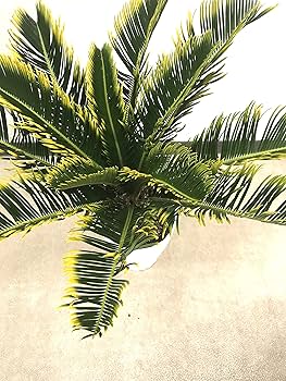 Amazon | はなみどり キンカンソテツ （金環蘇鉄） 6号鉢 1鉢 | 植木