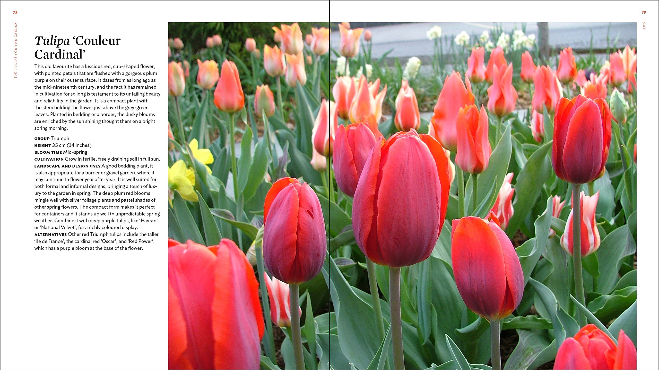 The Plant Lover's Guide to Tulips (The Plant Lover’s Guides)