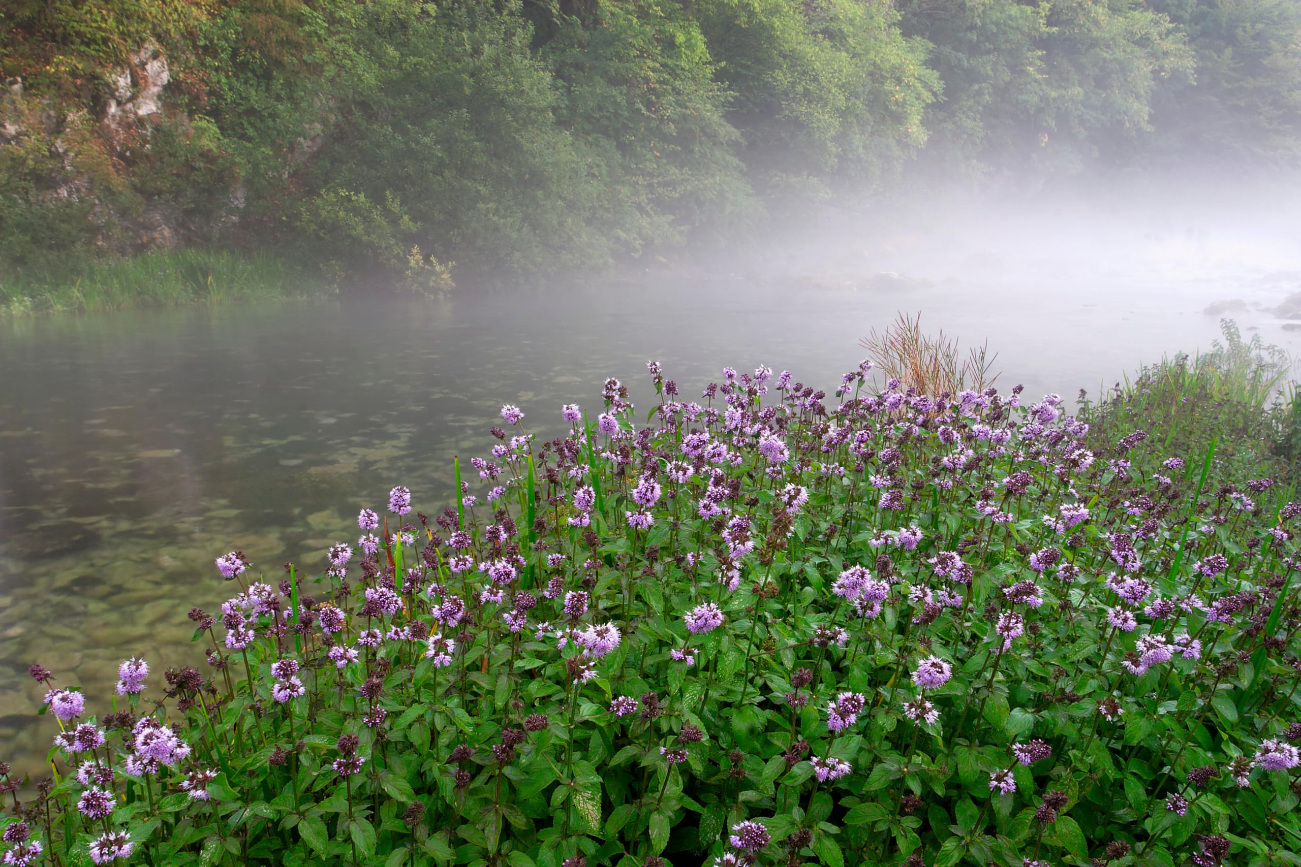 Lincolnshire Pond Plants Ltd - Mentha aquatica (Water Mint) - Marginal Pond Plants - MP076-3 / 9cm