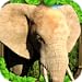 Elephant Simulator