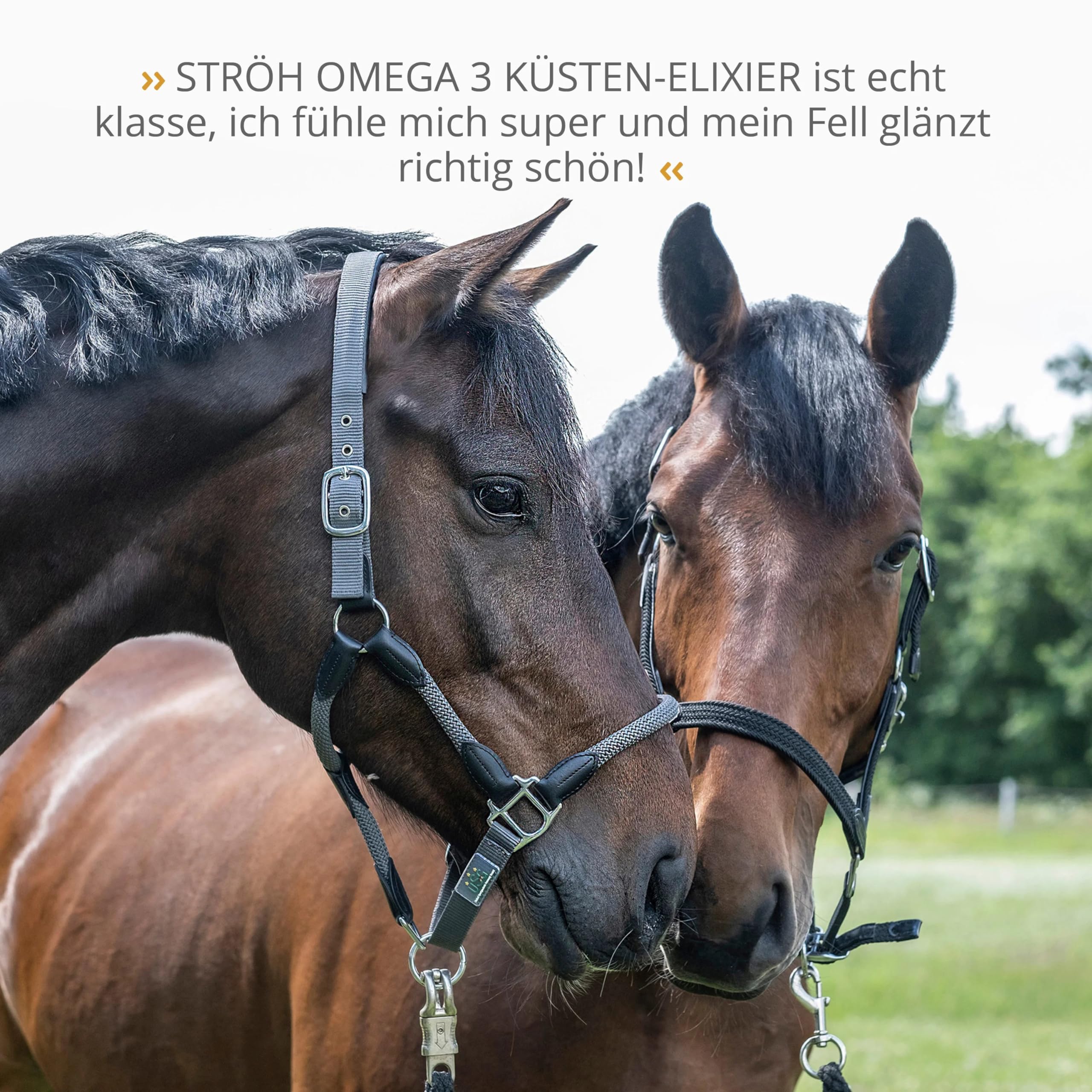 STRÖH Omega 3" Öl (2,5 L Kanister) für Pferde • Omega Fettsäuren aus Leinöl, Traubenkernöl & Fischöl