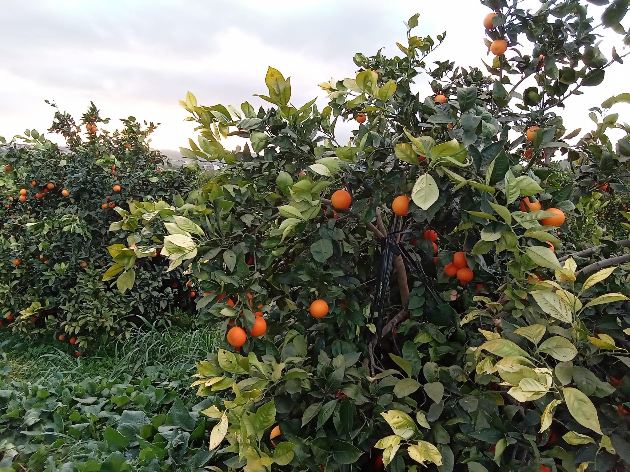 Agrumes Orange Sanguinello fruit à pulpe rouge Plante Fruitière pot 35 cm