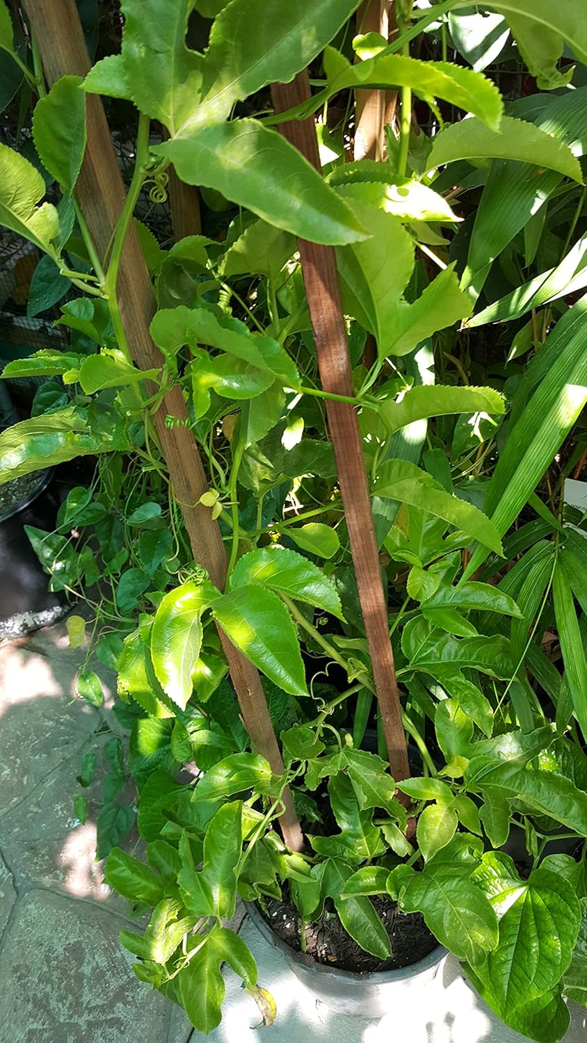 Purple Passion Fruit - 3 to 4 Feet Long - Ship in 1 Gal Pot