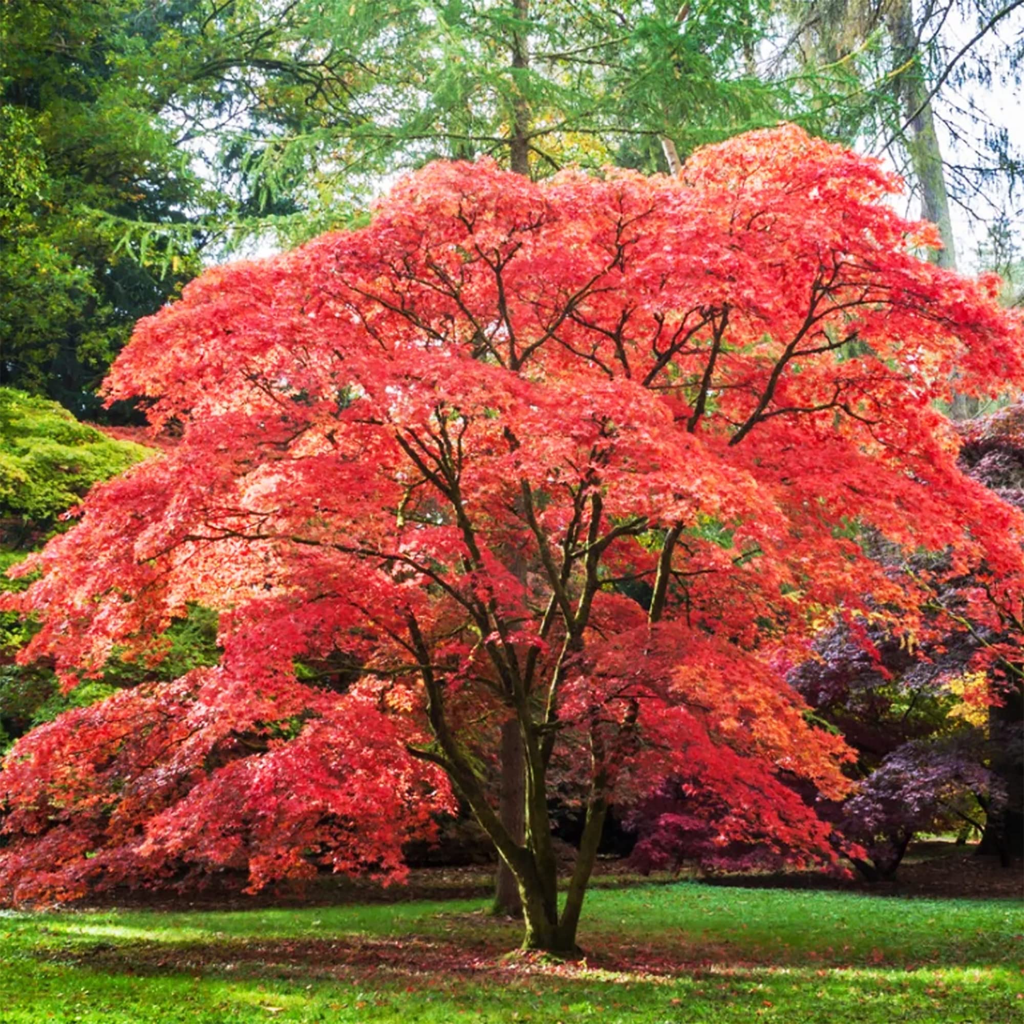 【ペア購入できます】パルナシウス・イノピナツ（1メス、アフガニスタン） Amazon.com: QAUZUY GARDEN 15 Red Smooth Japanese Maple (Acer