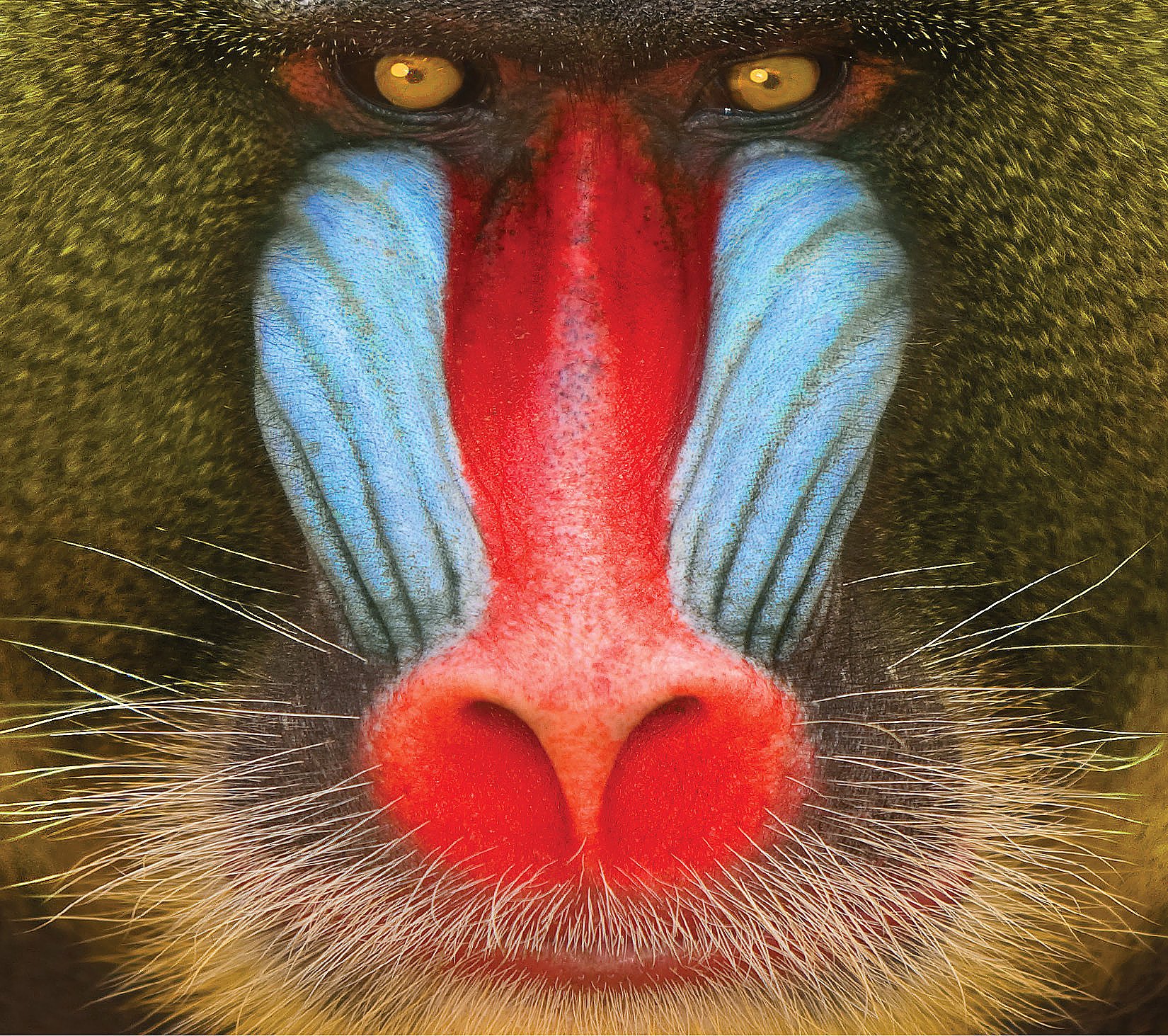 Wild Smile [Audio CD] Suckers; Anand Wilder; Chris Zane and Chris Moore