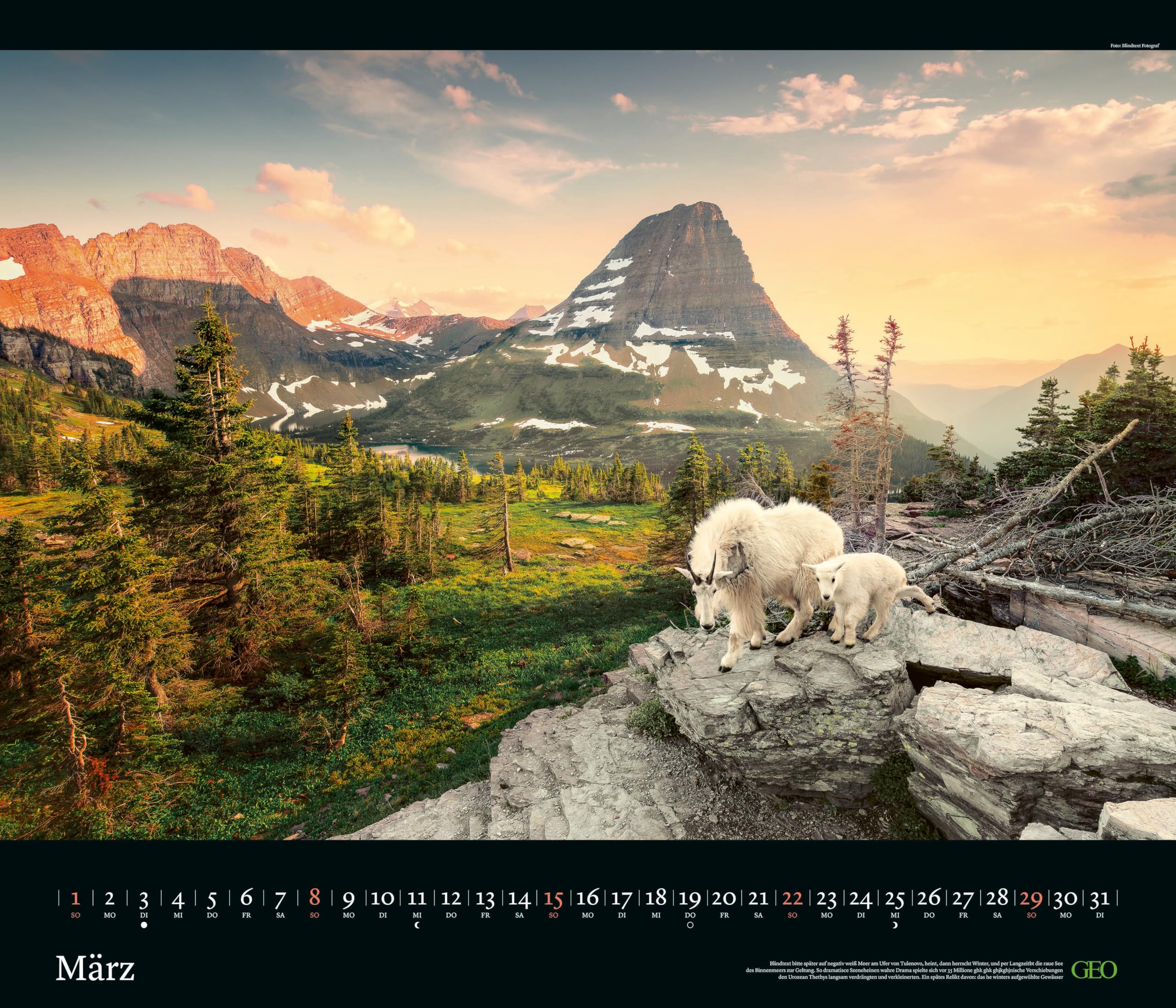 GEO - GEO Edition: Tierwelten 2026 – Wandkalender 70x60 cm, Tier-Poster-Kalender mit Wildlife-Fotografie, 12 Monatsblätter & Spiralbindung inkl. Postkarten für Tier- und Naturfreunde