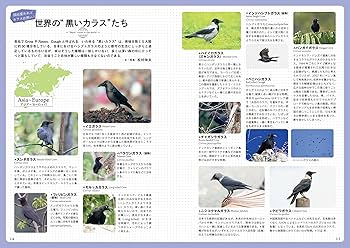 虹カラスページ 虹カラスページ とことんカラス | BIRDER編集部 |本 | 通販 | Amazon