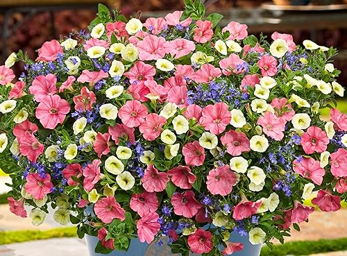 Miniatura 2 de 500 Semillas Petunia Triumph Rainbow Mix Interior Colgando Flores Anuales No GMO