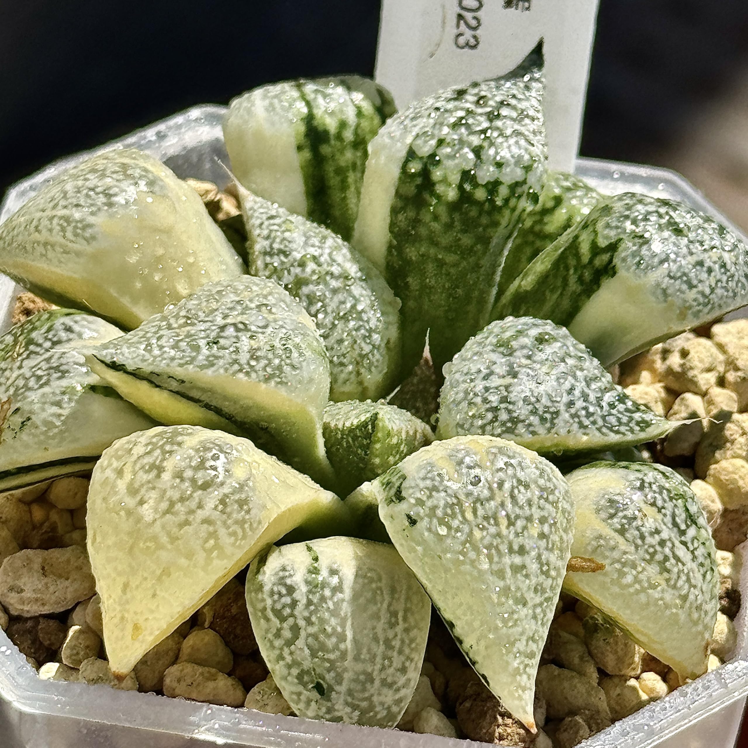 コレクタ錦 実生 ハオルチア 【公式通販】