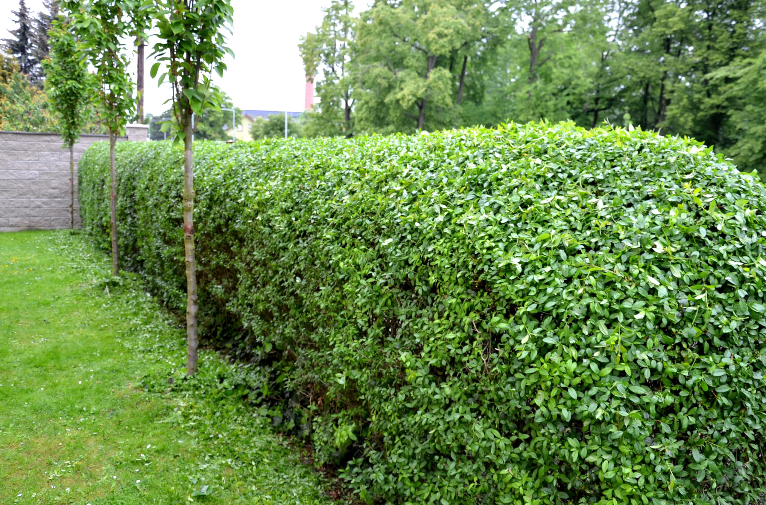 Stauden Gänge 10 x Ligustrum ovalifolium Ovalblättriger Liguster winterhart