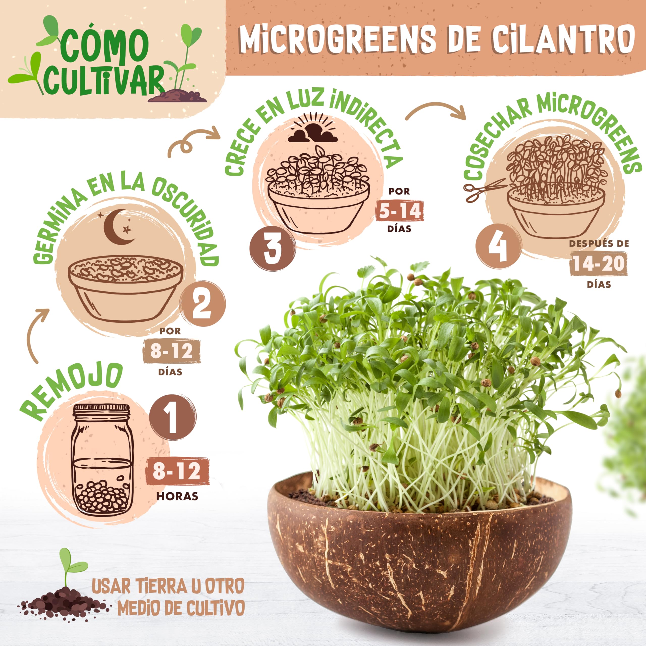 ZenGreens® - Semillas de cilantro ecológico - 200g- brotes de coriandro - germinación de más del 97% - Microgreens