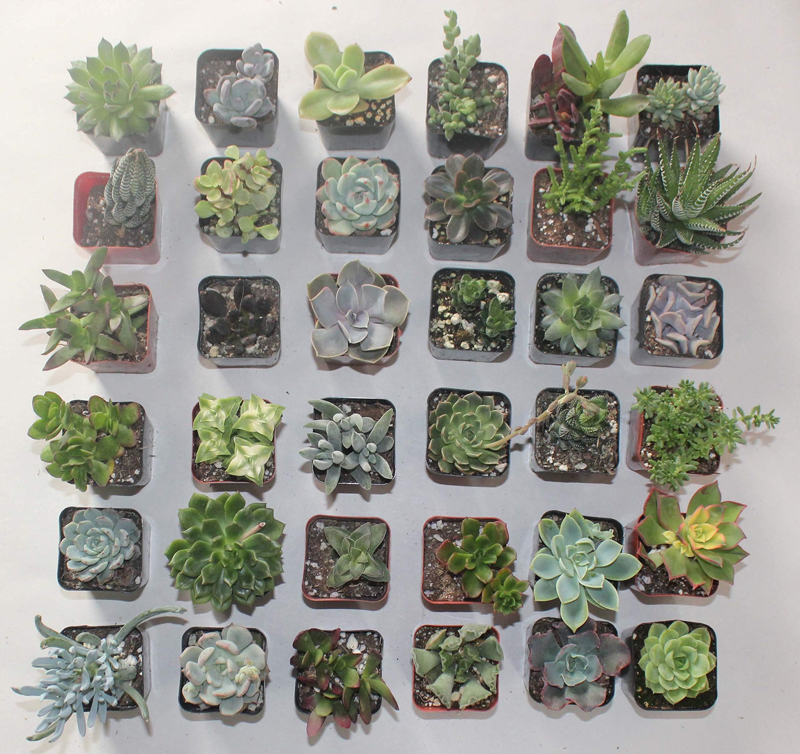 Jiimz 30 Assorted 2" Succulent Plants