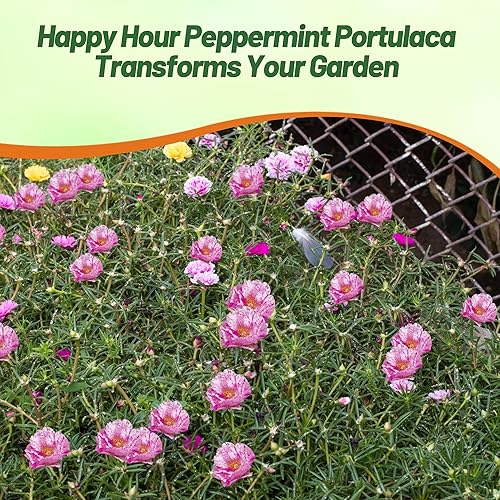 Miniatura 7 de Outsidepride 500 semillas anuales Portulaca musgo rosa menta menta cubierta semillasPara plantar