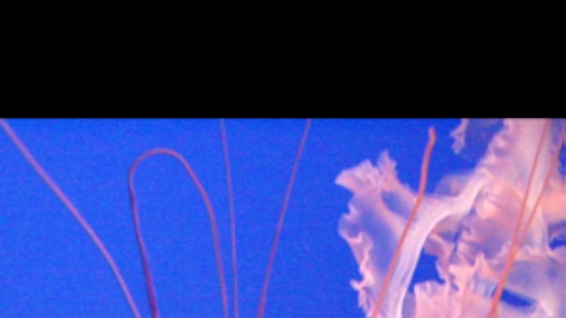 Jellyfish Wallpaper HD Wallpapers of Jellyfish! app su Amazon Appstore