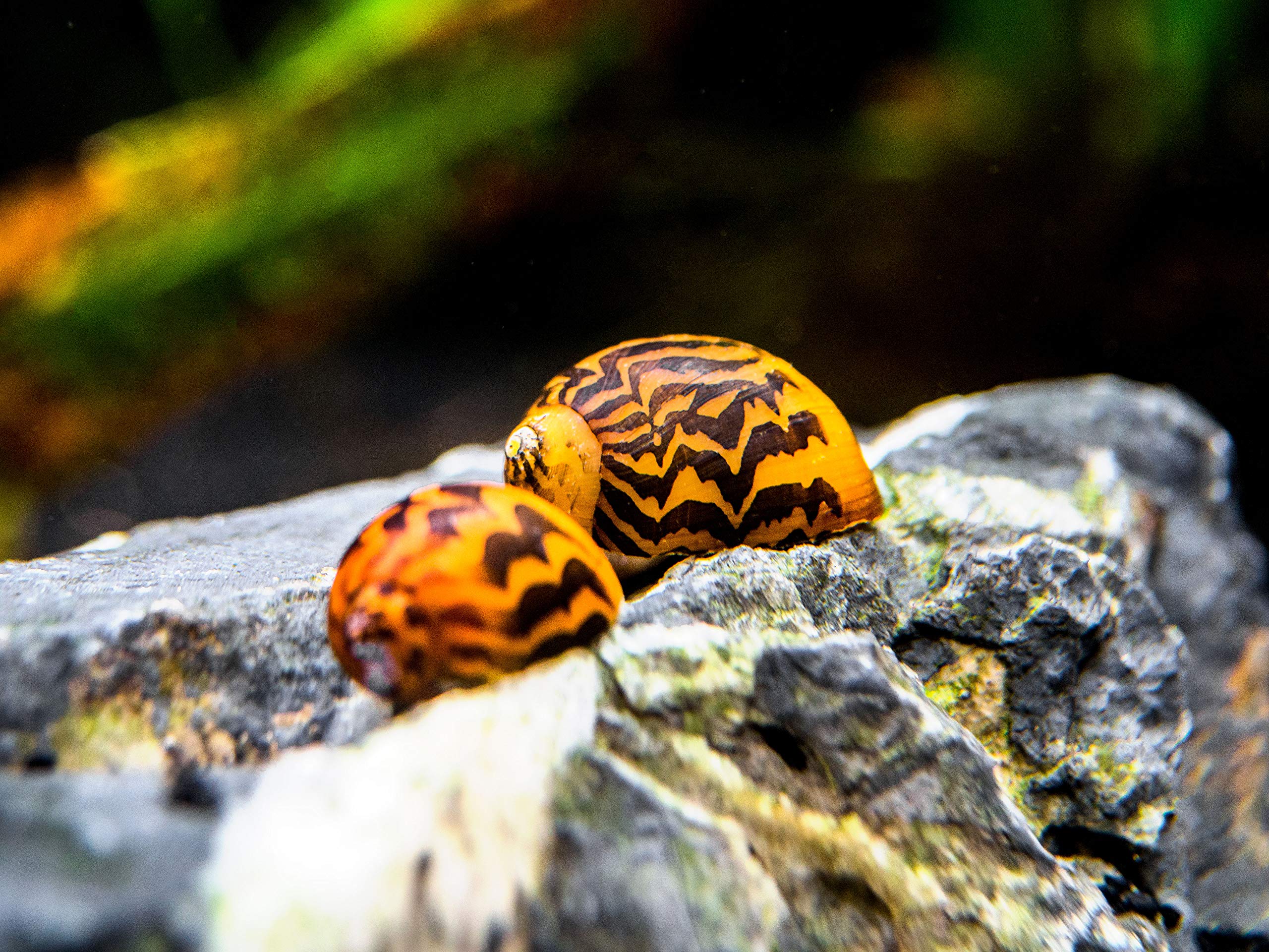 Amazon.com: Aquatic Arts 3 Gold Racer Nerite Snails | Aquarium Background  Accessories | Safe in Freshwater Tetra/Guppy/Betta Fish Tank : Pet Supplies