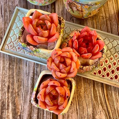 Miniatura 6 de Echeveria - Kit de suculentas de vino tinto y champán, con maceta de plástico, 1 cabeza de planta viva de 2 pulgadas, suelo comprimido y guía, para