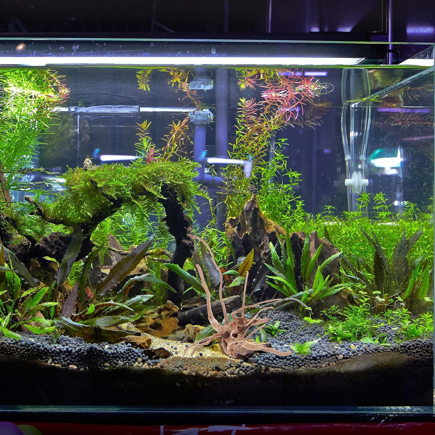 Kisangel 3pcs Aquarium Natural Driftwood Decor Wood Branches Fish Tank Driftwood Decoration Terrarium Wood for Freshwater Aquarium Centerpiece