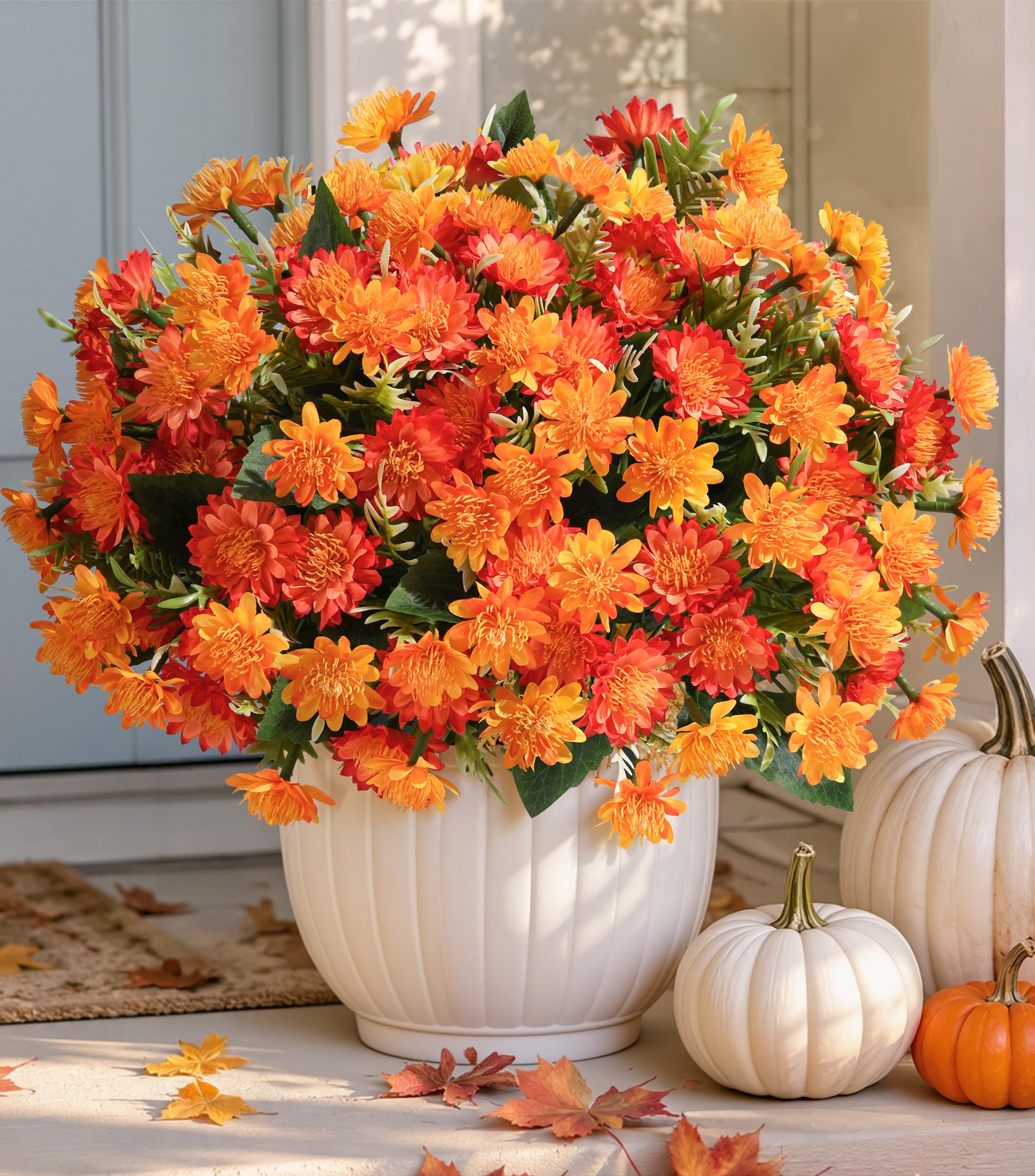 HyeFlora Fall Mum Bushes