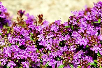 Thyme  Amazon.com : 1,000 Creeping Thyme Seeds for Planting