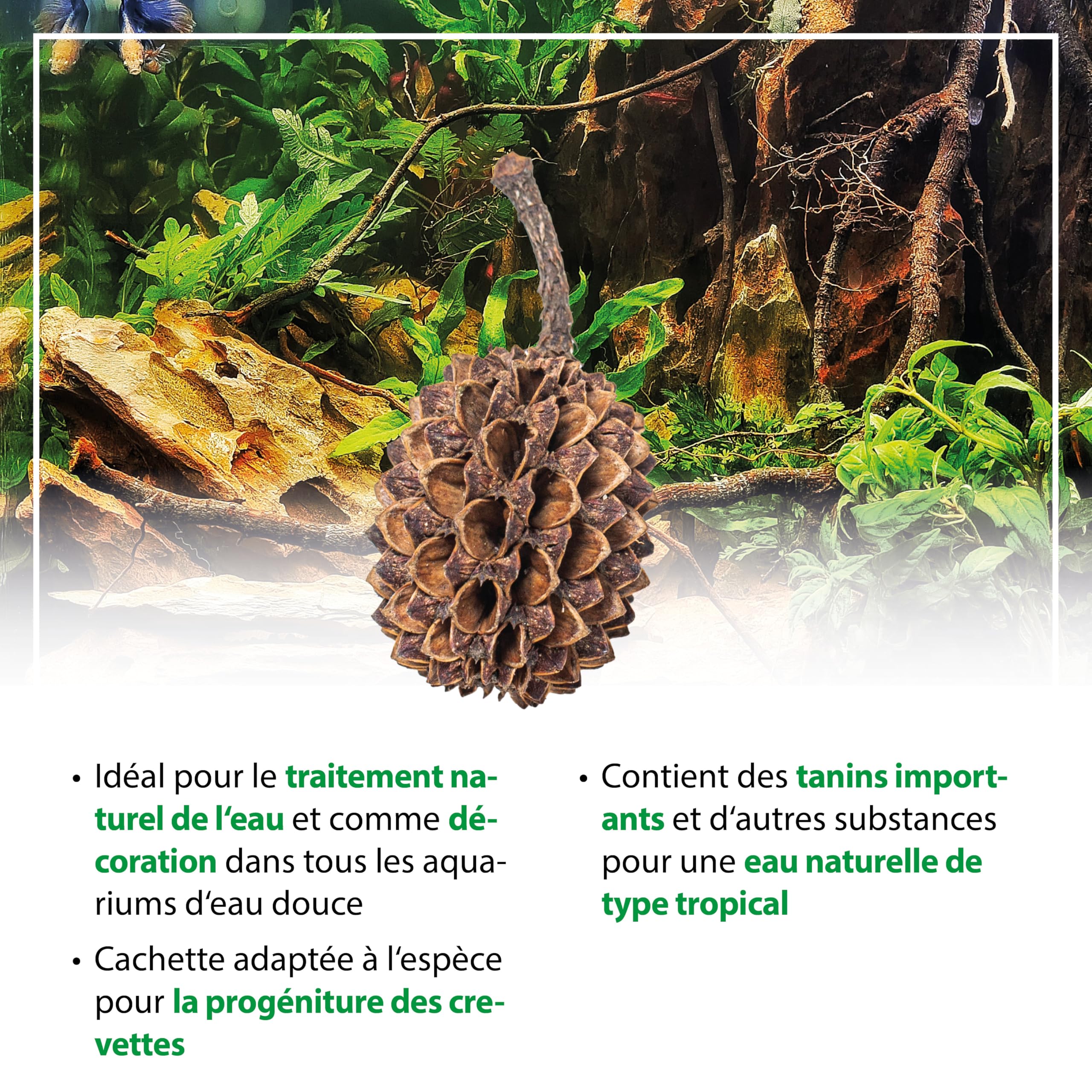ARKA mySCAPE-Casuarina Cones - 50 pièces - Conditionneur d'eau Naturel, crée des Conditions similaires à celles des Tropiques dans Les Aquariums d'eau Douce, idéal pour Les crevettes.