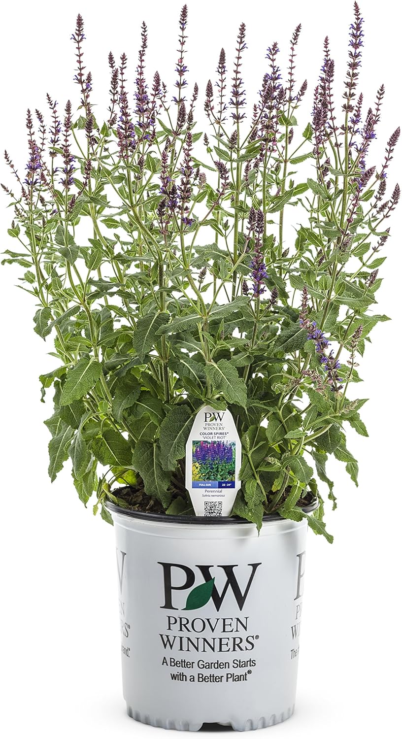 Color Spires Violet Riot Perennial Salvia (Salvia) Live Plant, Violet-Blue Flowers, 0.65 Gallon