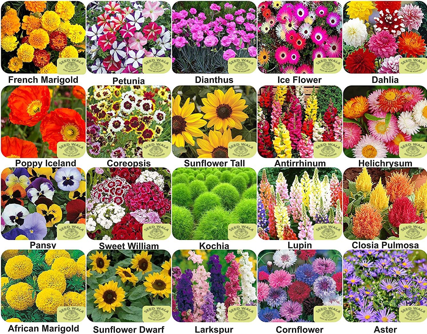 See full amazon price history chart for Seed Wala FLOWERS combination of 20 Varieties 20 SEEDS EACH of 400+ Seeds | hybrid seeds Seed Wala FLOWERS combination of 20 Varieties 20 SEEDS EACH of 400+ Seeds | hybrid seeds (B09XBH6WJH) Amazon Price History, Amazon Price Tracker