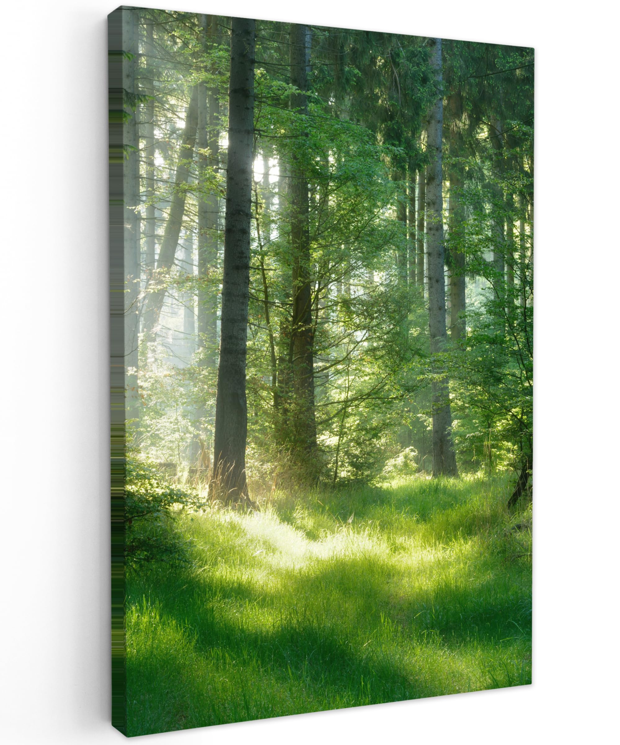 MuchoWow© Leinwände 40x60 cm Wall Decoration Bilder Schlafzimmer Deko Pictures Canvas Painting Wanddekoration Wohnzimmer Wandbilder Bild Wald - Natur - Bäume - Grün - Sonne - Gras - Pflanzen