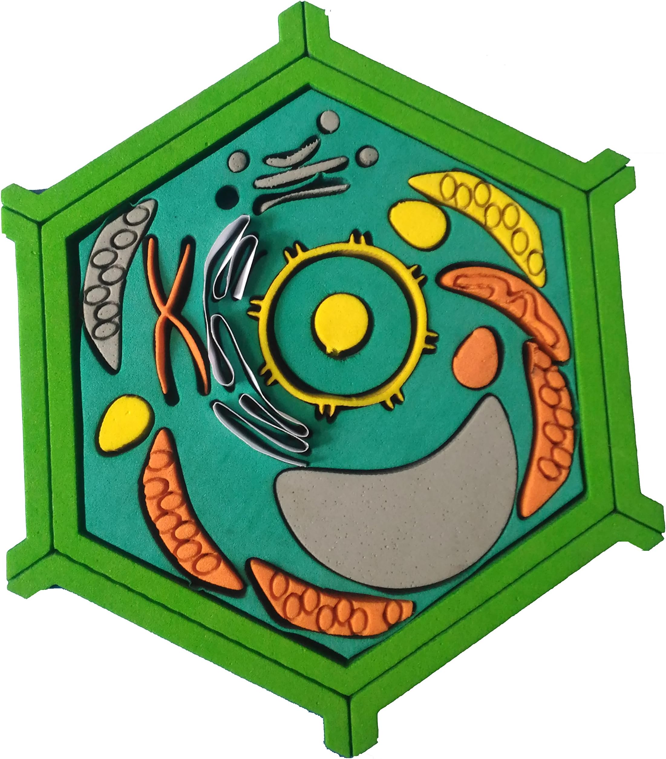 I & I INCORPORATION Plant Cell 3D Model