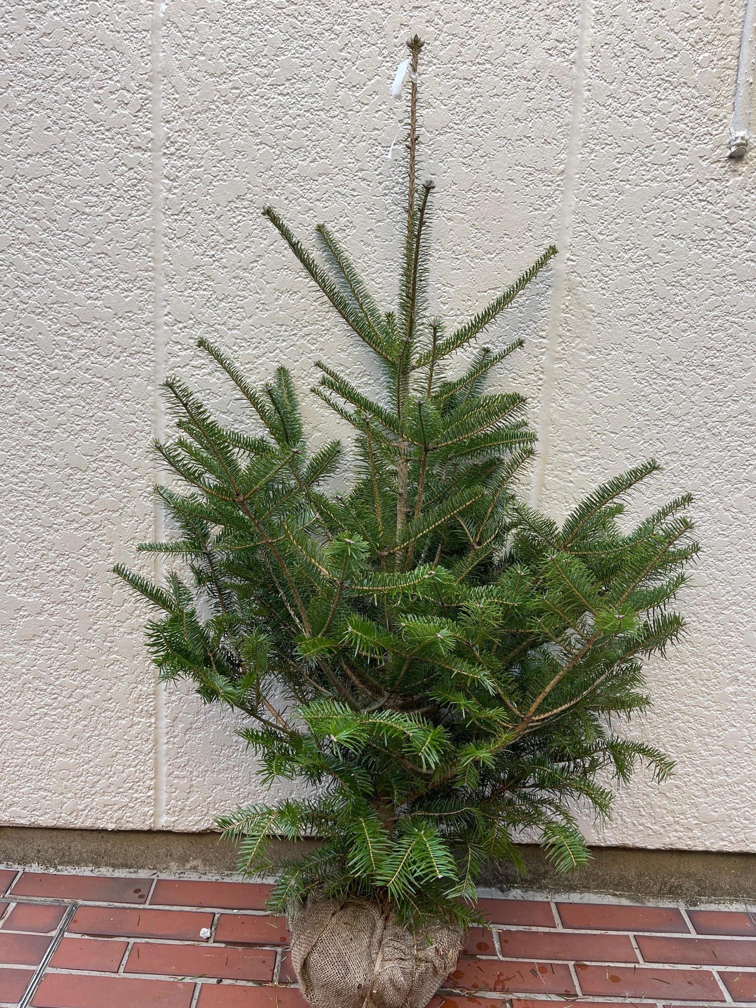 Amazon.co.jp: モミの木(もみの木）100センチ本物のクリスマスツリー樅