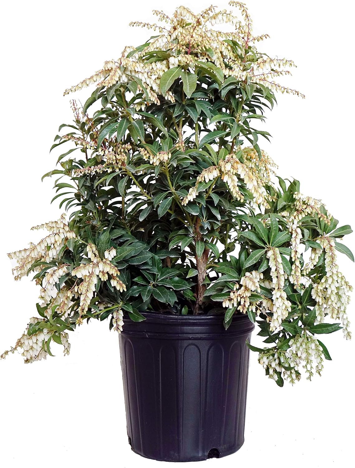 Pieris jap. 'Mountain Fire' (Mountain Fire Andromeda) Evergreen, 2