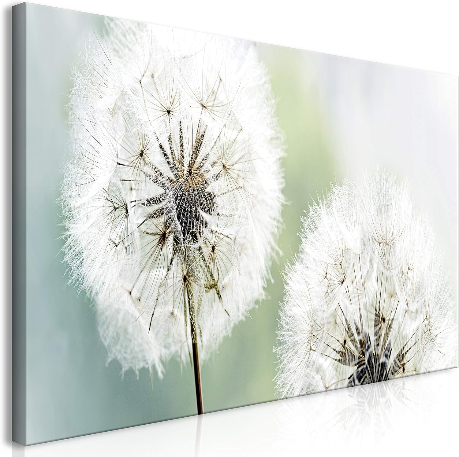 Wandbild Pusteblume Xxl