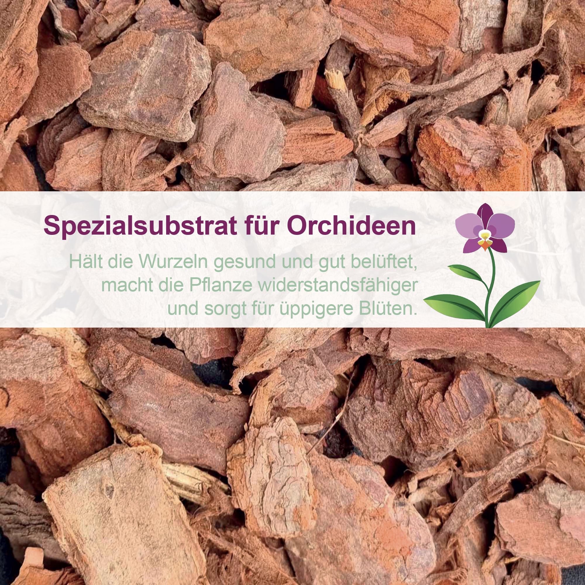 Kalapanta Orchideen-Umtopfset: Durchsichtiger Blumentopf mit Drainagelöchern, Untertasse und Orchideensubstrat - Ø 16 cm - 1
