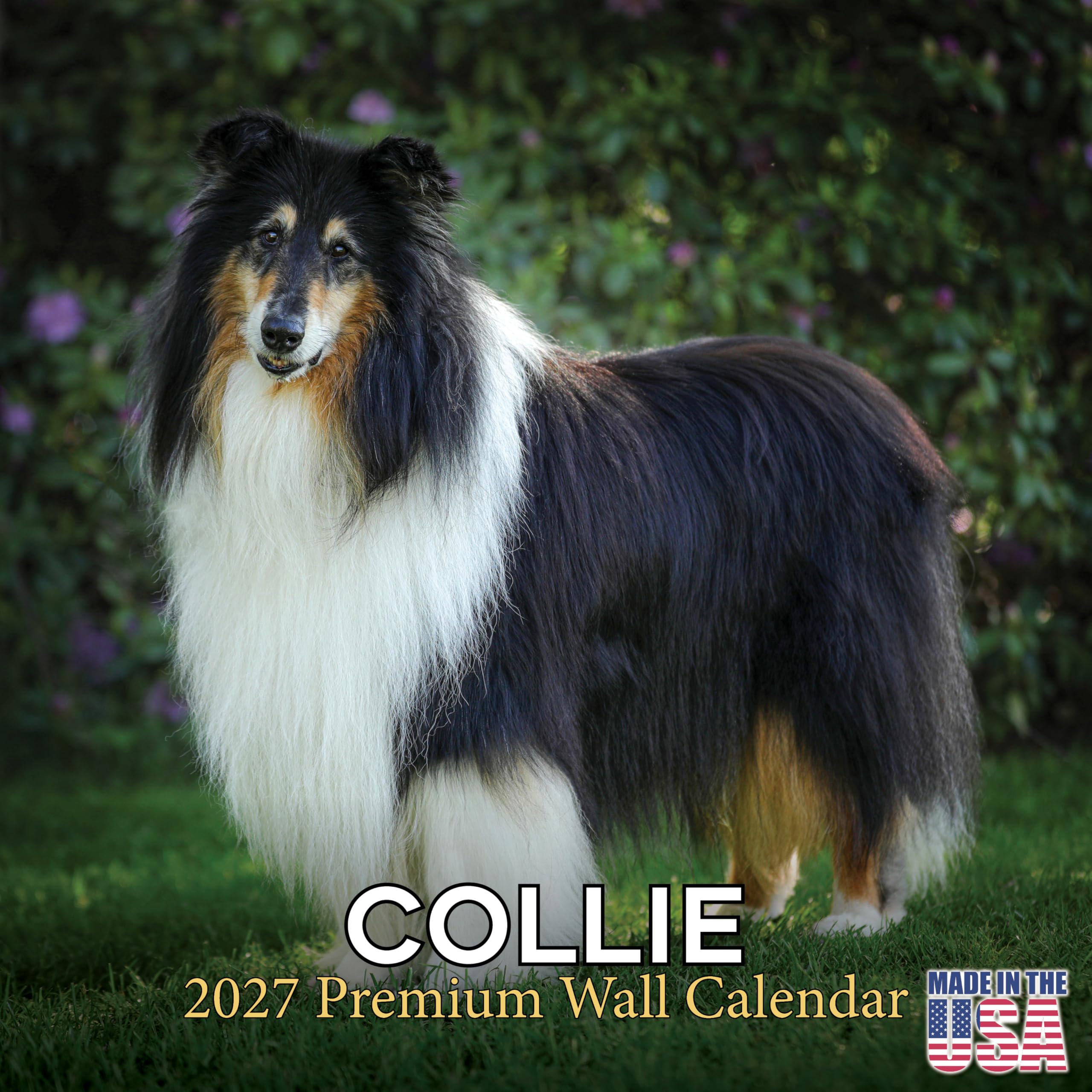 2025 2026 Collie Calendar - Dog Breed Monthly Wall Calendar - 12" x 24" Open - Thick No-Bleed Paper - Giftable - Academic Teacher's Planner Calendar Organizing & Planning - Made in USA โ image 1