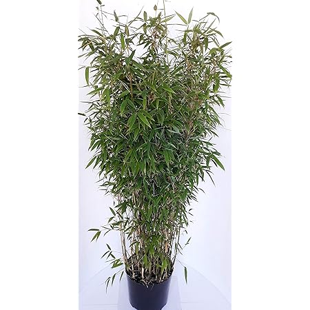 bambus hohe 140 150 cm winterhart immergrun fargesia murielae jumbo dunger amazon de garten
