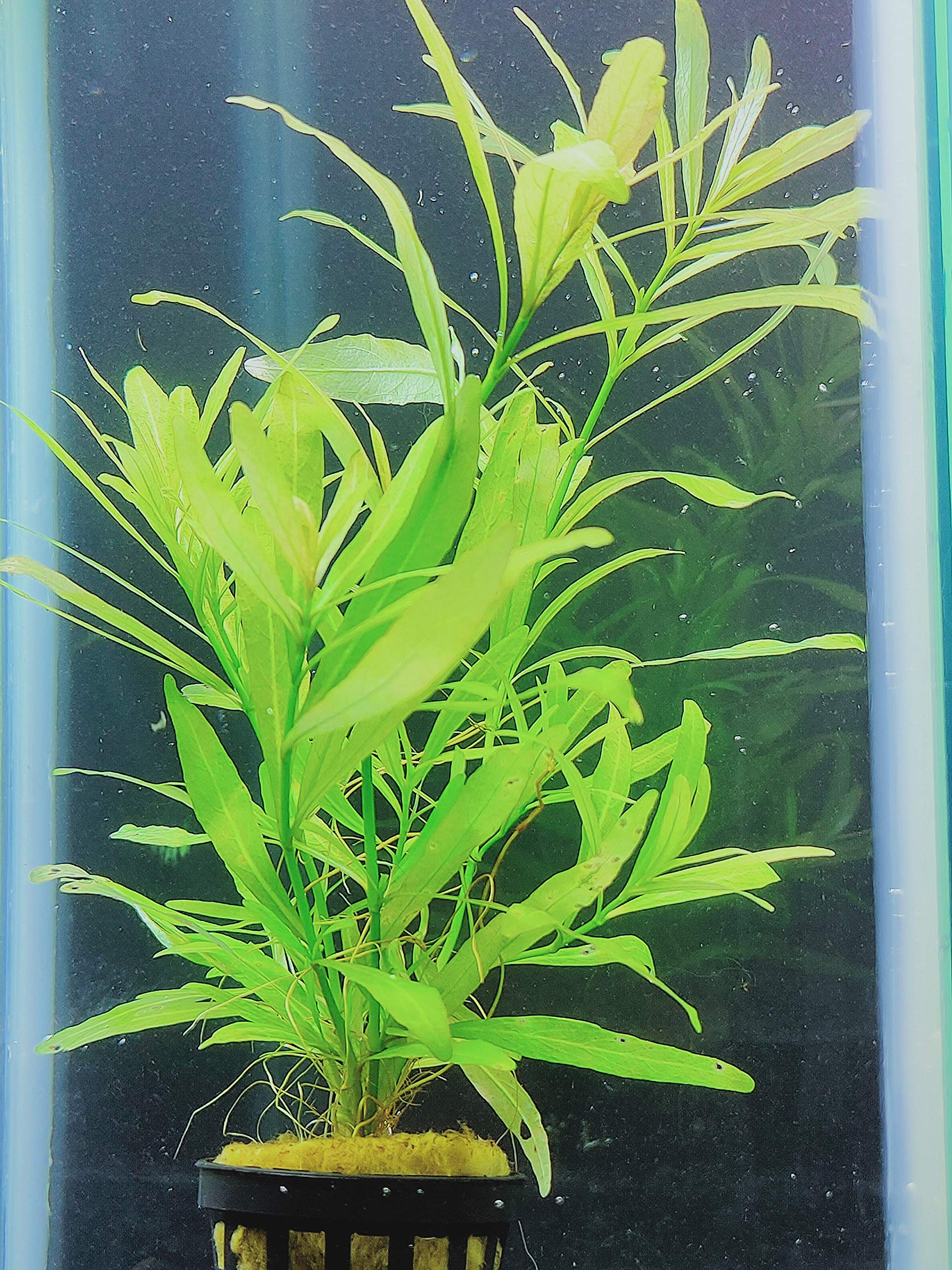 Plantas acuario, Hygrophila polysperma