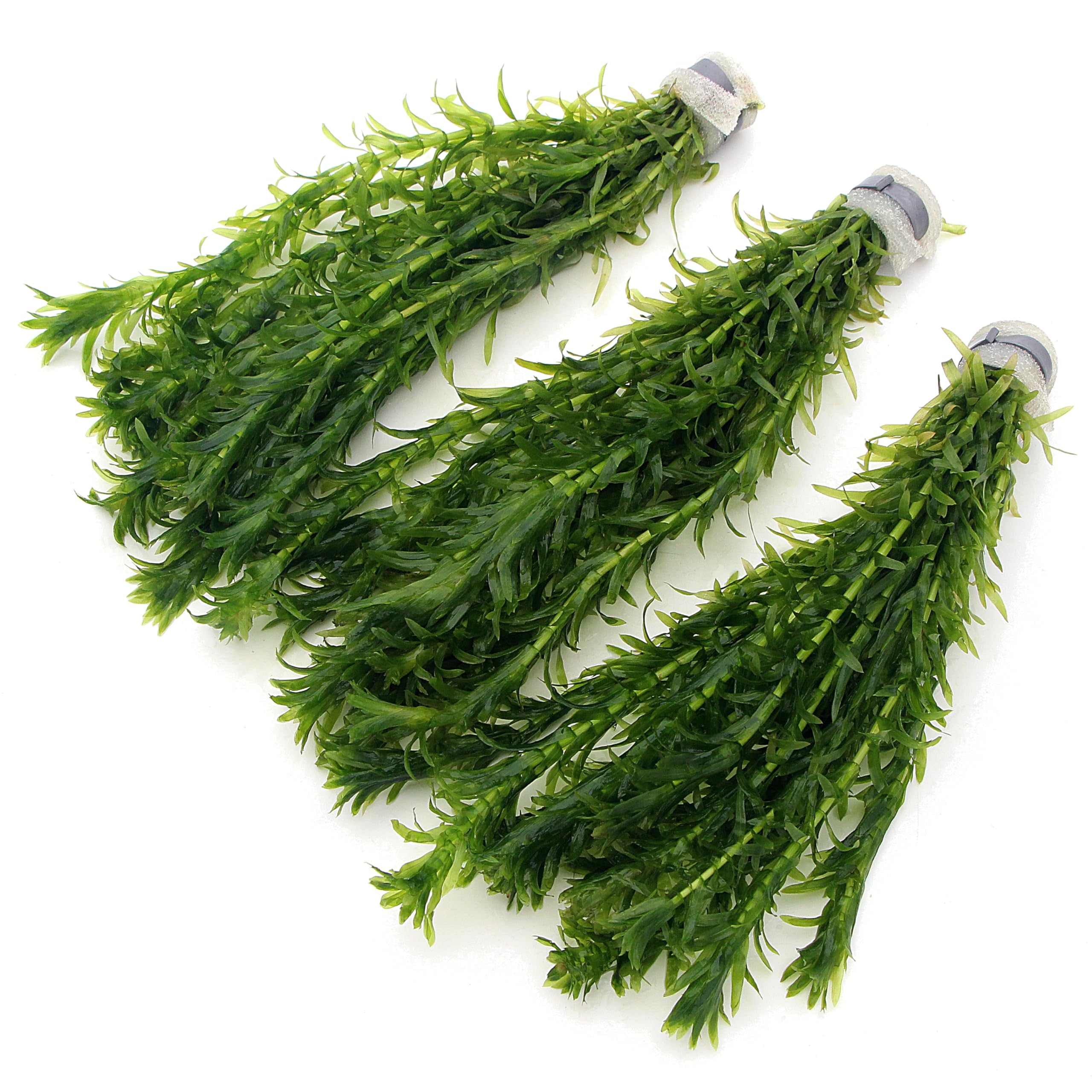 k2aqua 30 ELODEA DENSA Stems - 3 Bunches Oxygenating Weed Live Pond Plant Water Aquarium Aquatic Plants Egeria