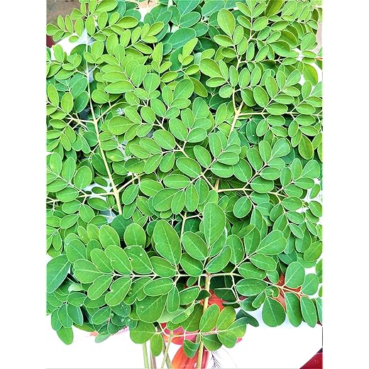 Sivsanker Moringa Leafs 200g