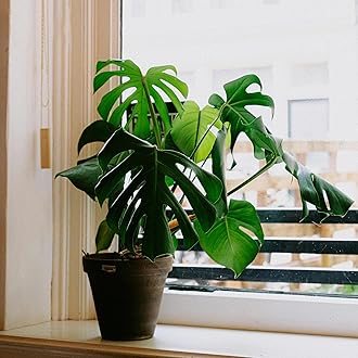 WYNORG Monstera Deliciosa Live Plant in Black Pot – Indoor Air Purifier, Decorative Foliage for Home & Office | Live Indoor Tropical Houseplant. Swiss Cheese Plant | Lush Green Foliage for Home Décor