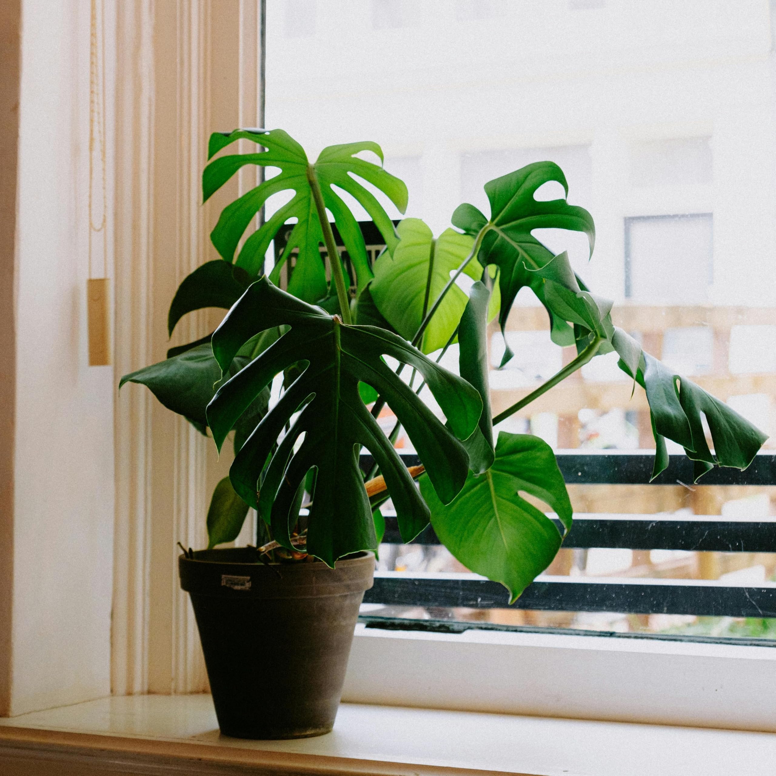 Monstera Deliciosa Live Plant in Black Pot – Indoor Air Purifier, Decorative Foliage for Home & Office | Live Indoor Tropical Houseplant. Swiss Cheese Plant | Lush Green Foliage for Home Décor