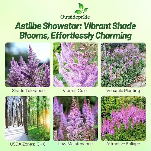 Miniatura 2 de Outsidepride Pumila Astilbe Seeds  2000 semillas de flores perennes, tolerantes a la sombra para plantar flores rosas vibrantes en áreas húmedas y