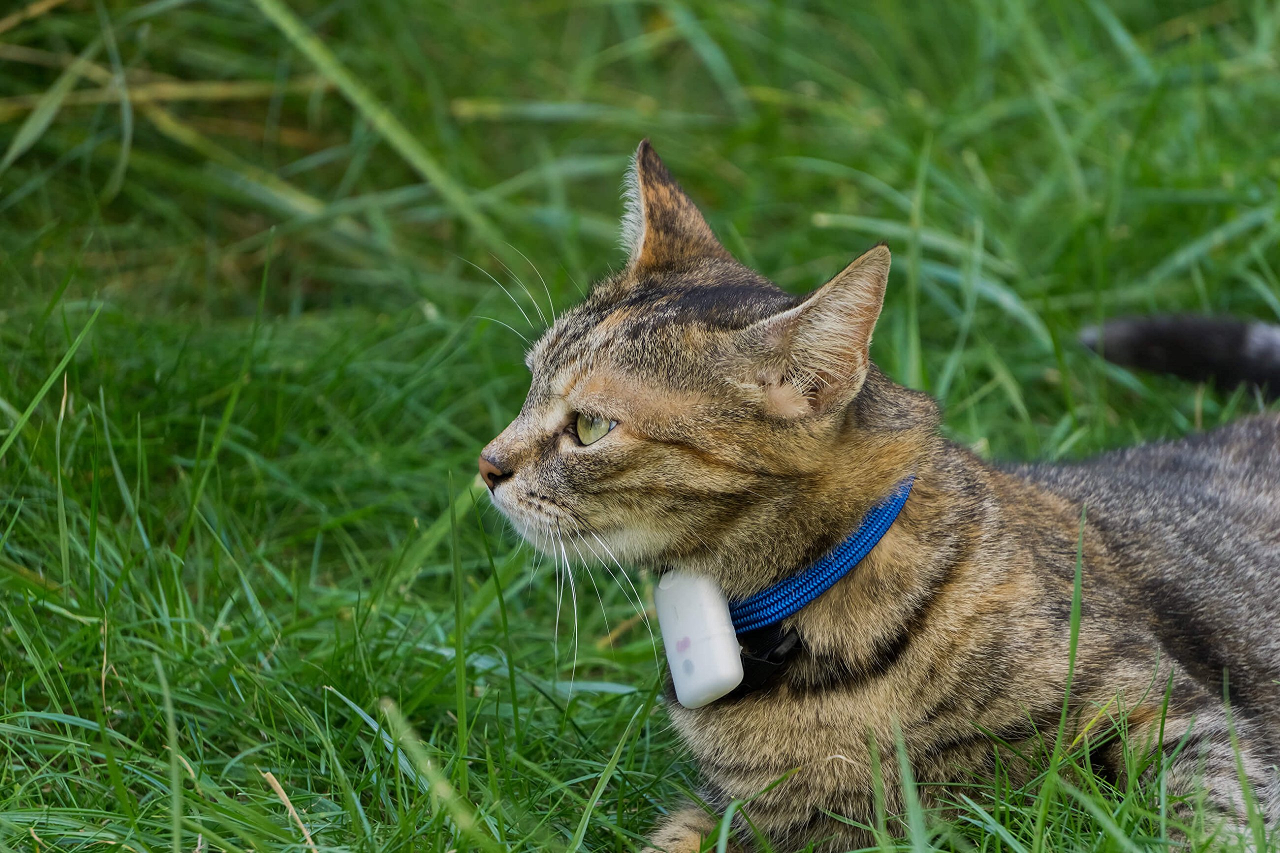 Buy Girafus Cat Tracker RF Finder Longest Range up to 1600 ft lightest pet Safety Tracking